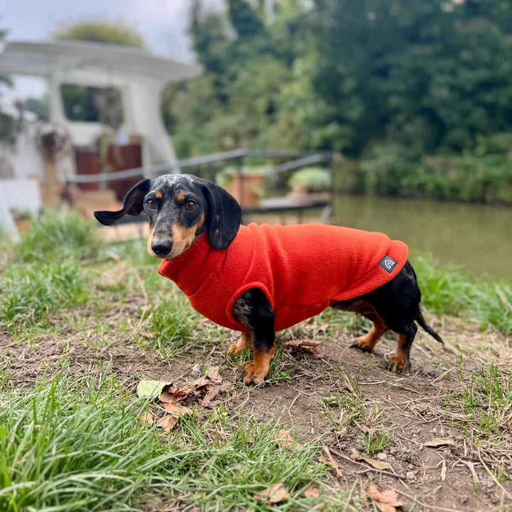 dachshund event Bradford on Avon