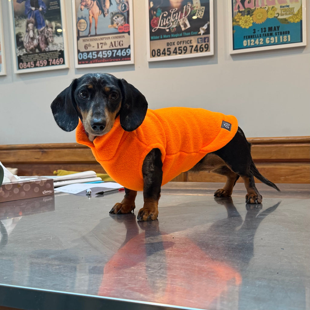 Dachshund Day at Fox and Hounds Hotel