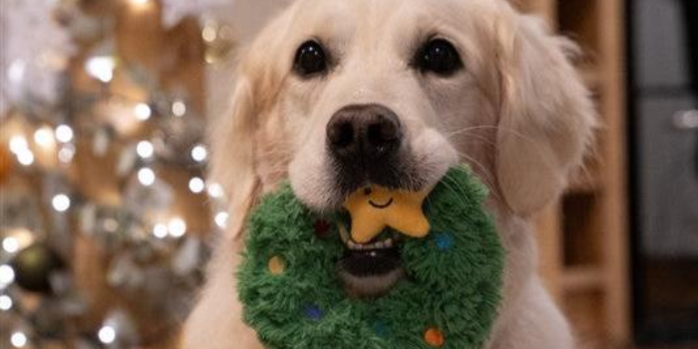 The Best Christmas Toys for your Dog 2024 DOGHOUSE