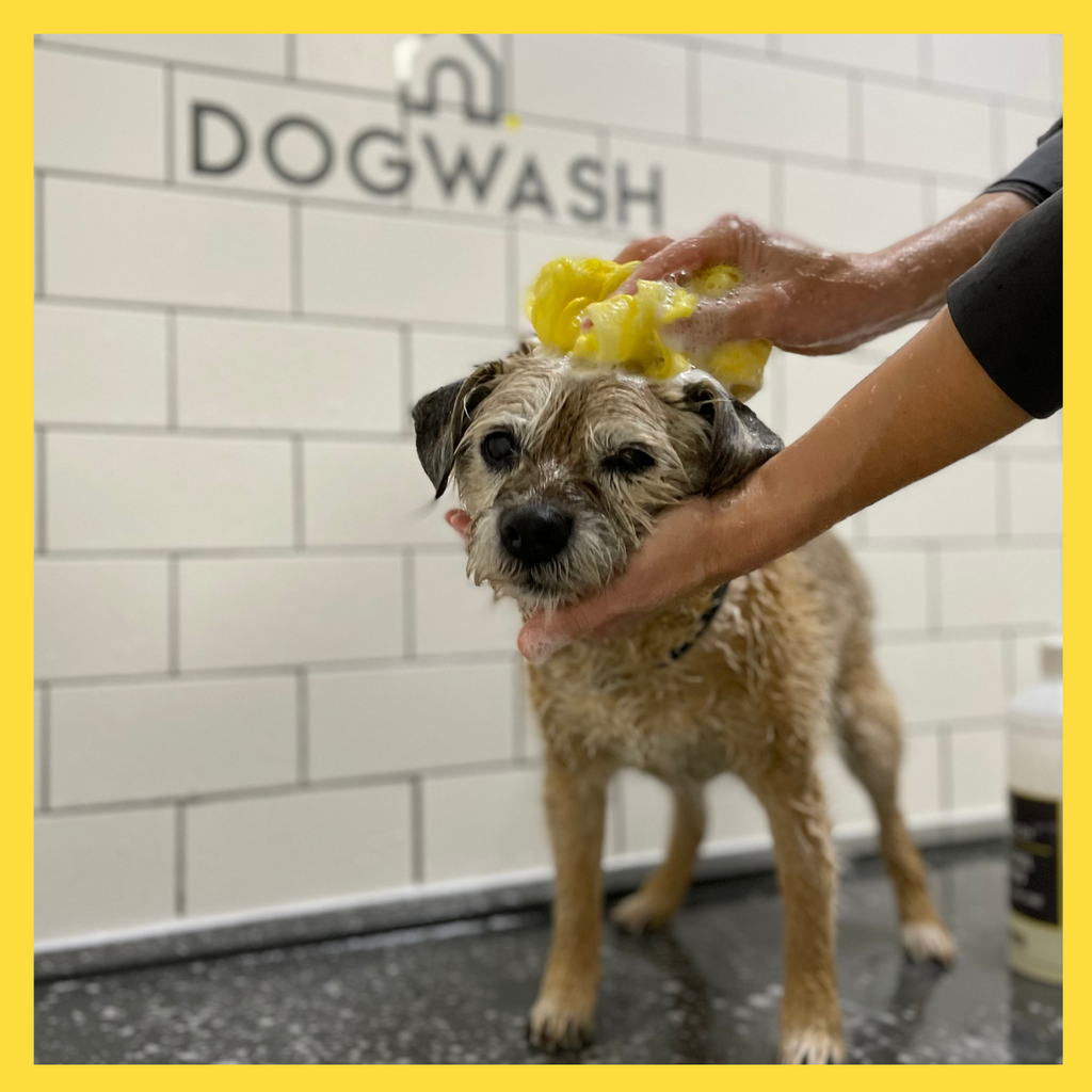 DIY dogwash in bristol