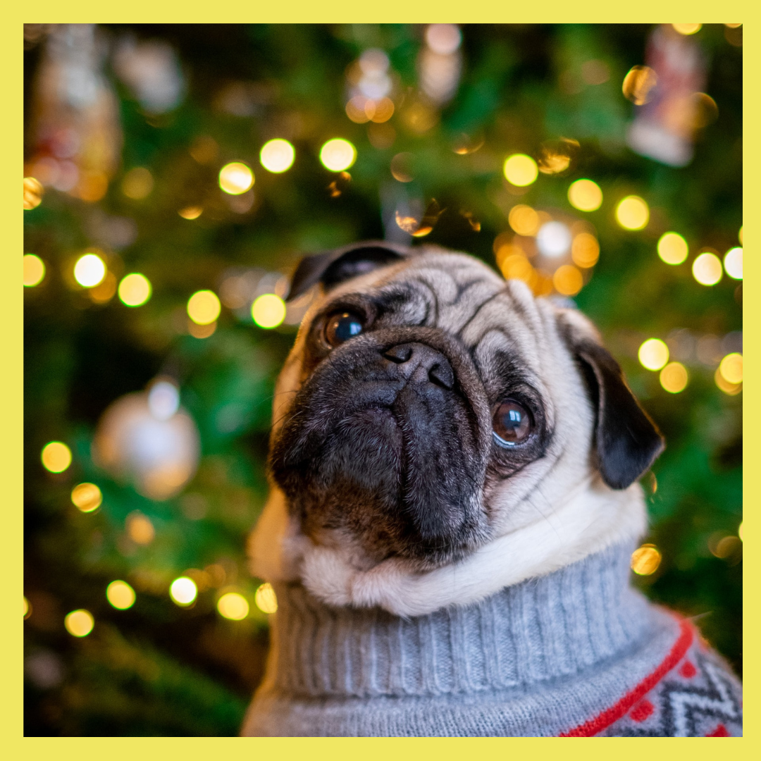 how-to-keep-your-dog-safe-at-christmas-our-top-tips-doghouse