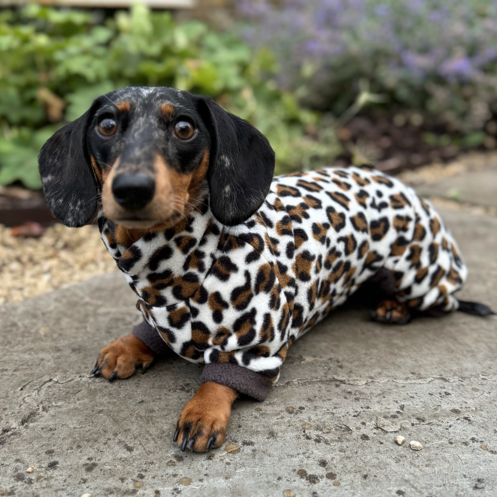 dachshund event Bradford on Avon