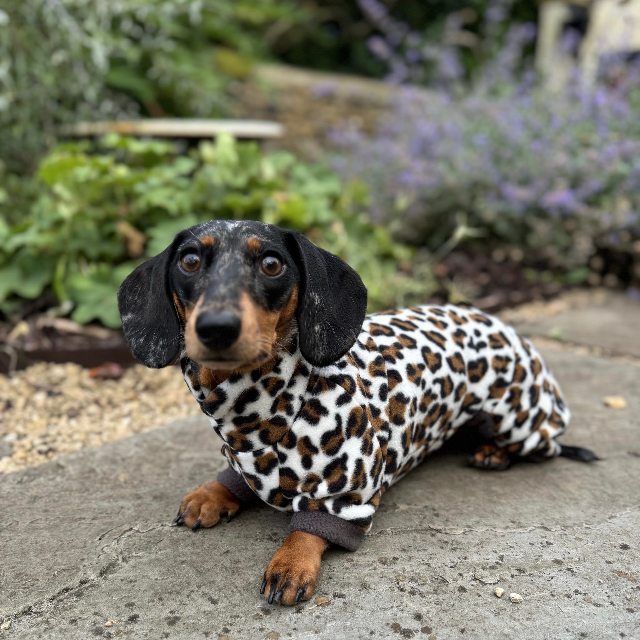 Dalmatian sausage dog best sale