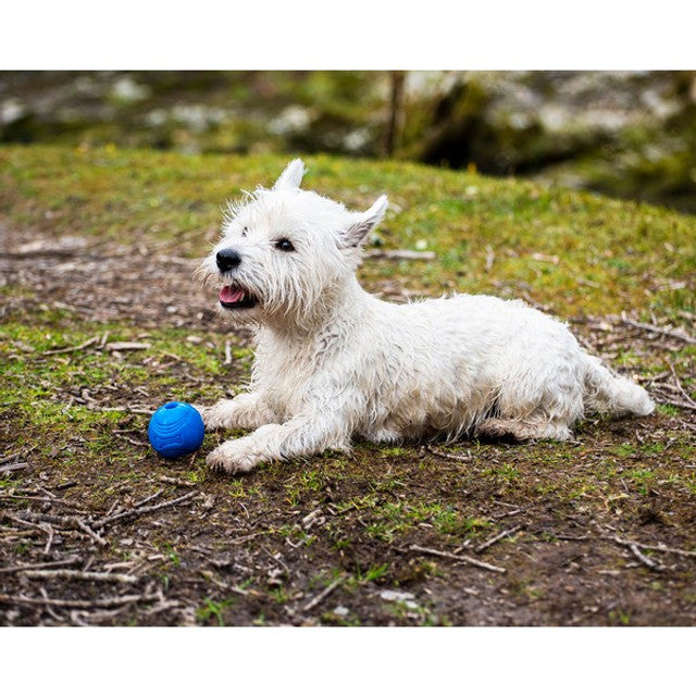 Chuckit crunch ball