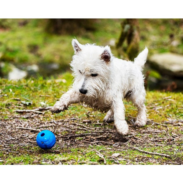 Chuckit crunch ball