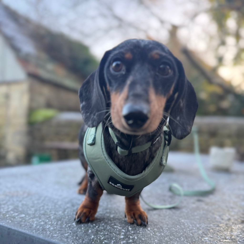 Doghouse Everyday Comfort Dog Harness in Olive Green