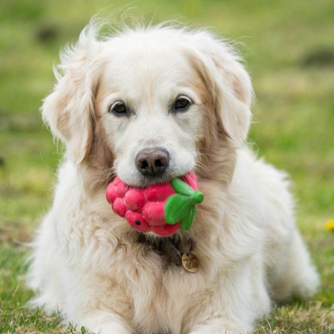 Foodie Face Raspberry