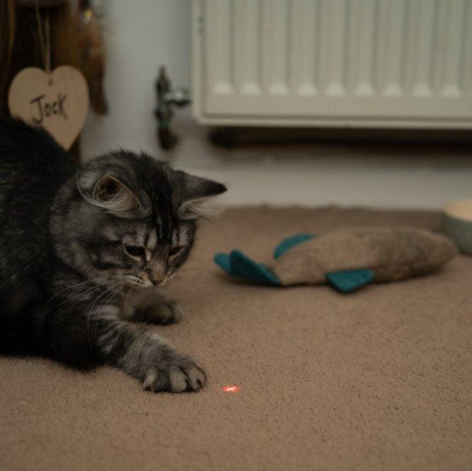 petface laser pointer for cats