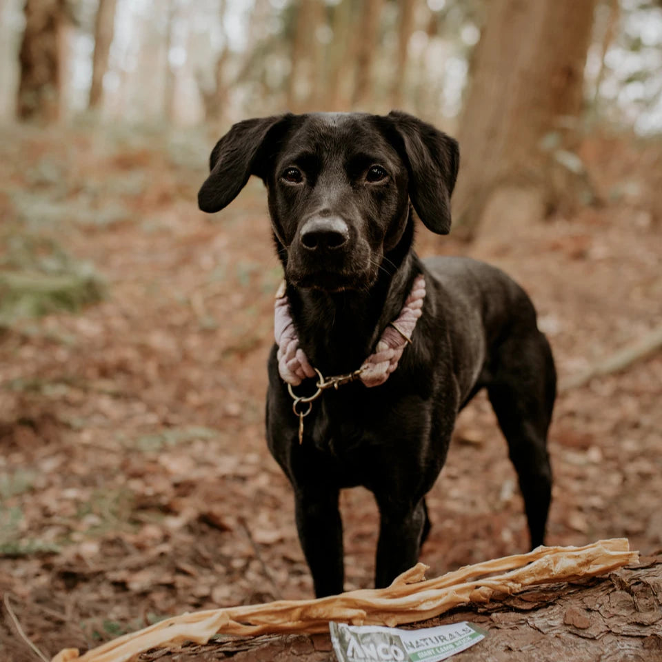 Anco giant lamb naturals stick