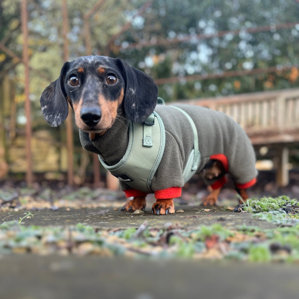 Doghouse Everyday Comfort Dog Harness in Olive Green