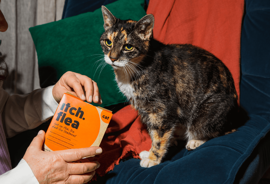 Itch Flea Spot On Treatment for Dogs & Cats