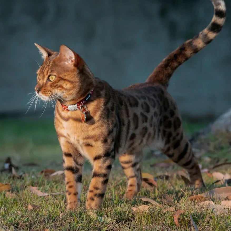 Red Dingo Cat Collar Red Spot