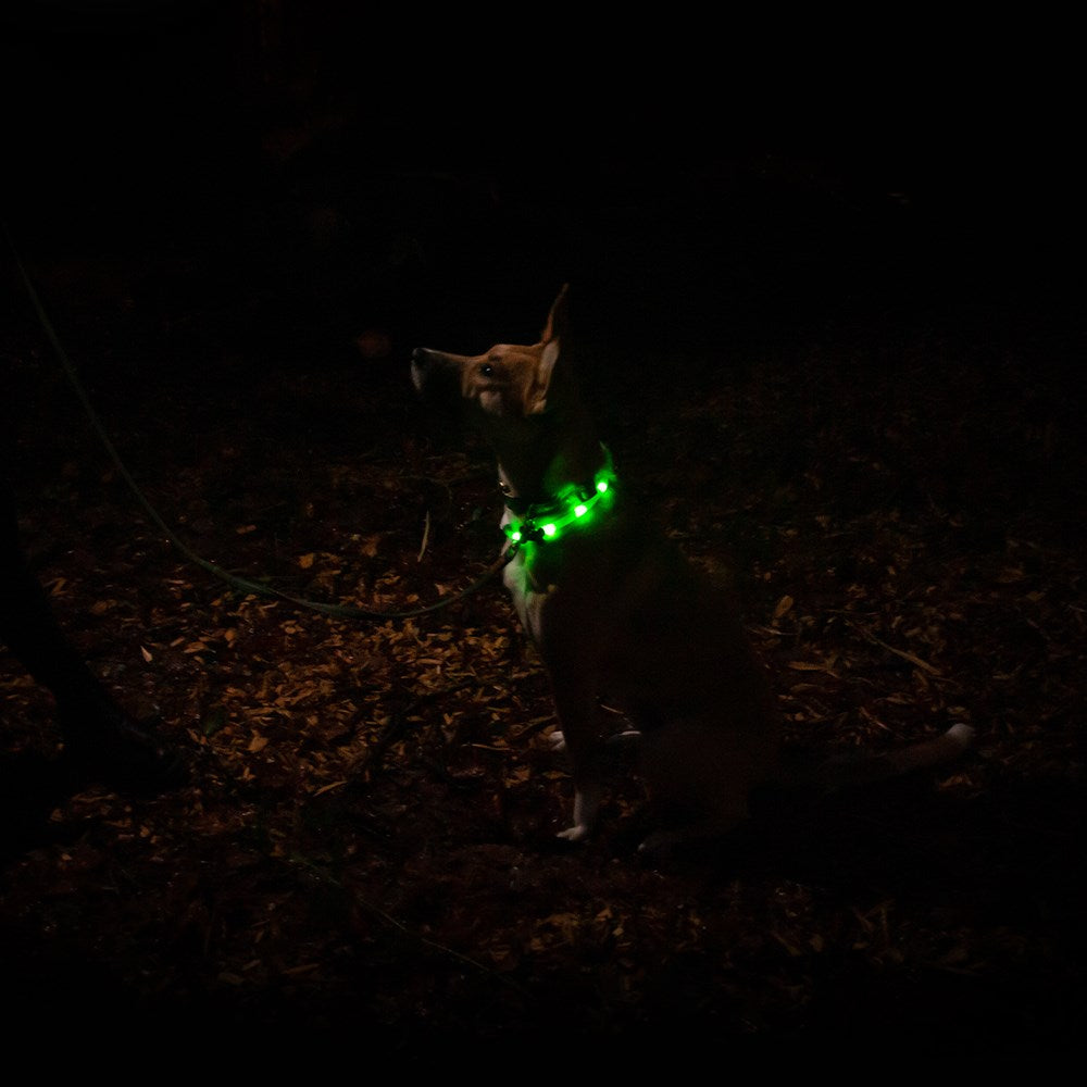 glow led rechargable dog collars