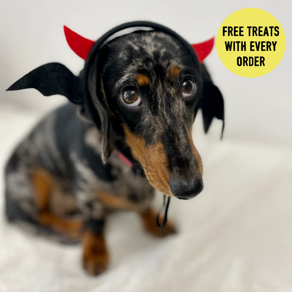 Bat Devil Halloween Headband Fancy Dress for Dogs