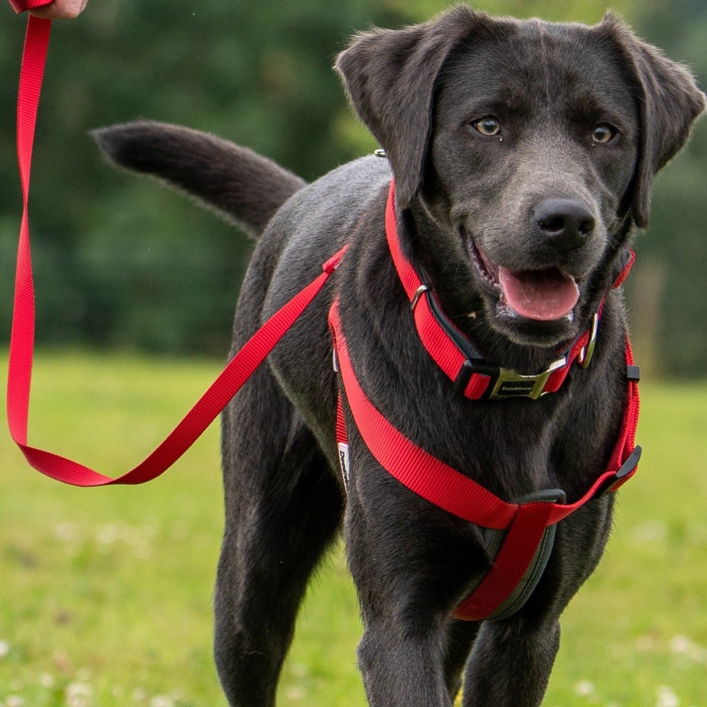 Doodlebone bold dog on sale harness