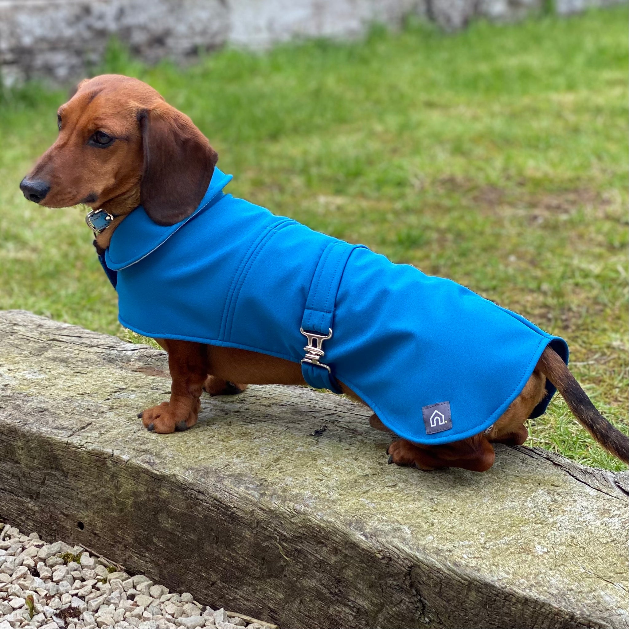 Raincoat for miniature dachshund best sale