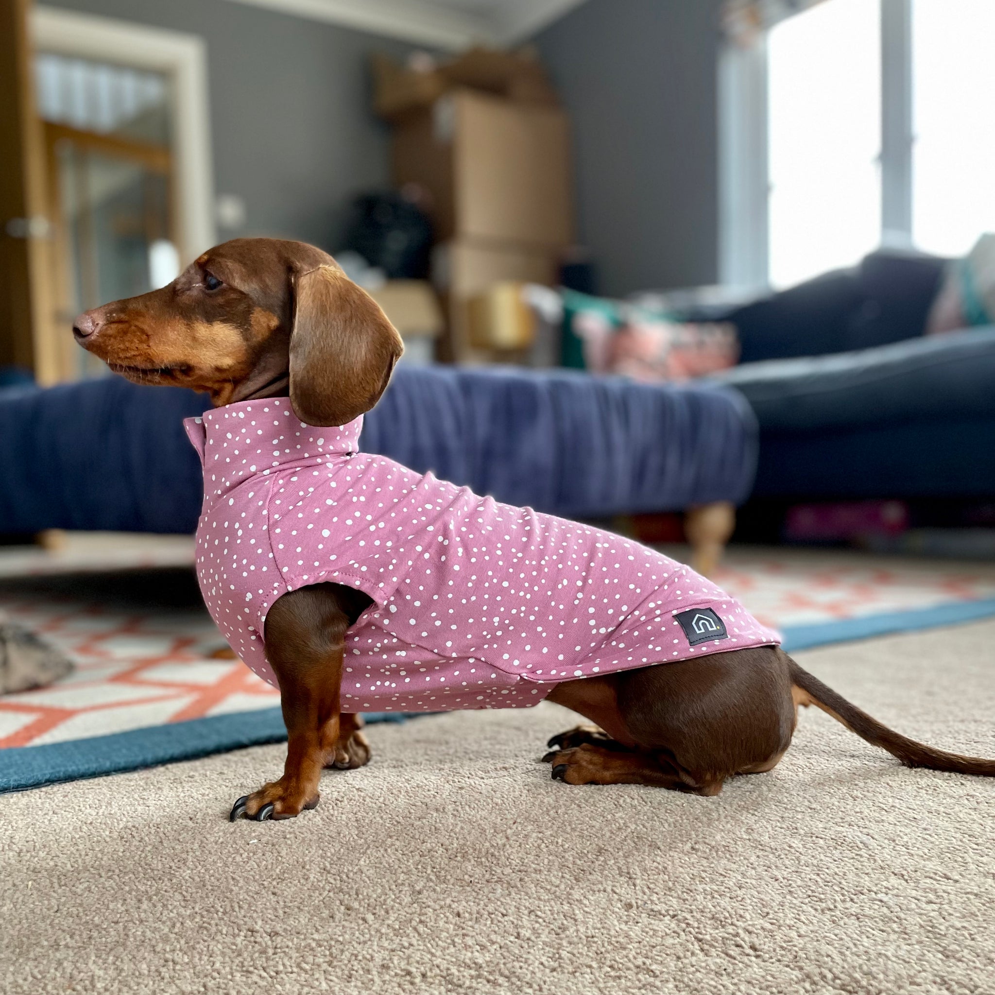 Spotty T Shirts for Dachshunds