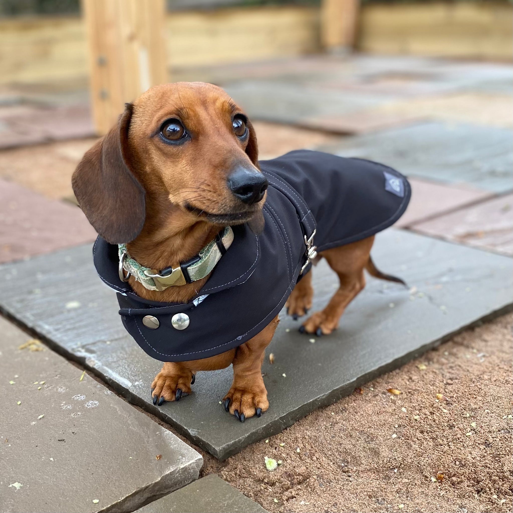 Dachshund Waterproof Coat Doghouse Dog Coats Handmade in UK DOGHOUSE