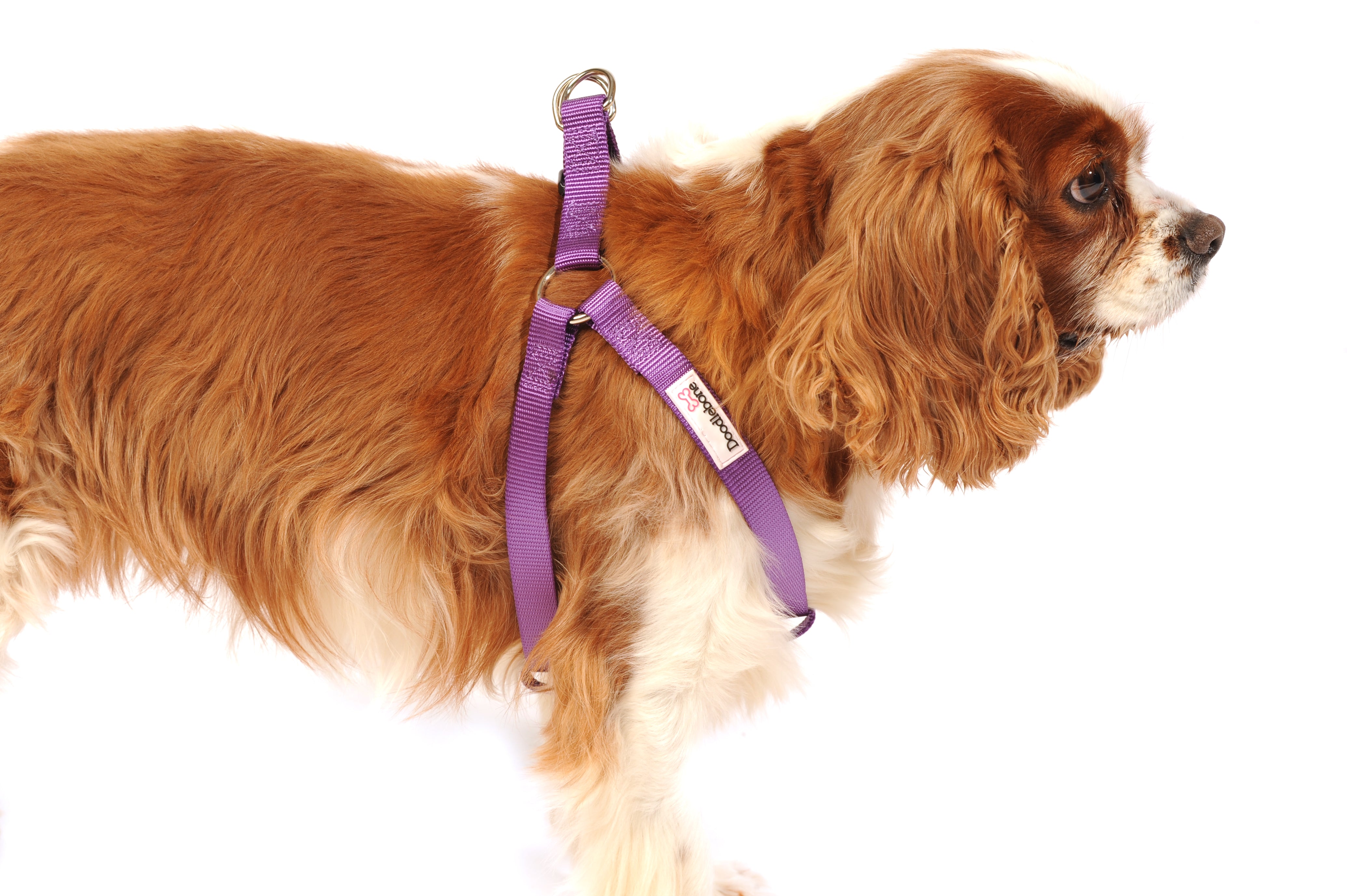 Doodlebone bold shop dog harness